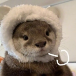 玉玉